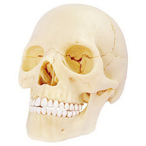 Навчальна анатомічна модель Череп людини від 4D Master