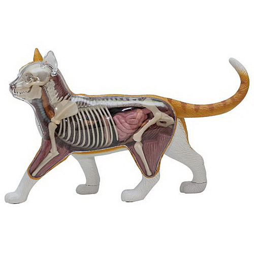 Навчальна анатомічна модель Кіт рудий таббі від 4D Master