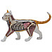 Навчальна анатомічна модель Кіт рудий таббі від 4D Master
