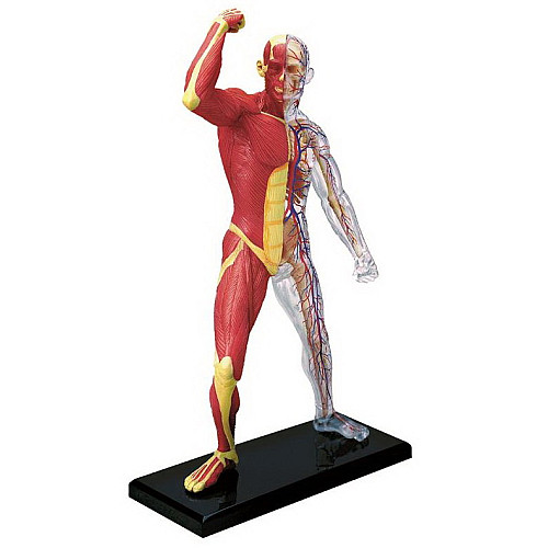 Навчальна анатомічна модель М'язи і скелет людини від 4D Master