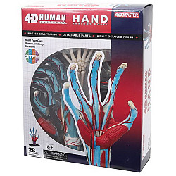 Обучающая анатомическая модель Рука человека от 4D Master