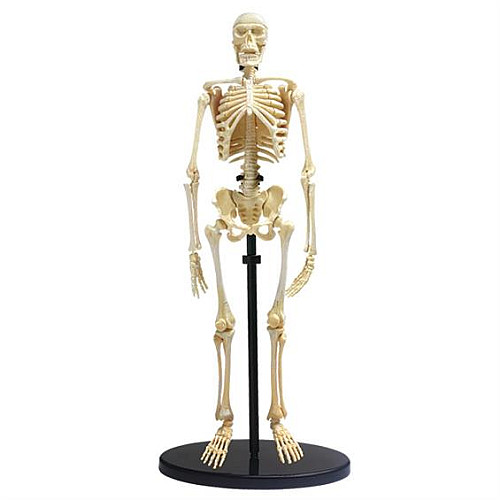 Обучающая анатомическая модель Скелет человека от Edu-Toys