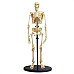 Навчальна анатомічна модель Скелет людини від Edu-Toys