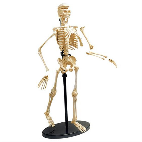 Обучающая анатомическая модель Скелет человека от Edu-Toys