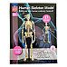 Навчальна анатомічна модель Скелет людини від Edu-Toys