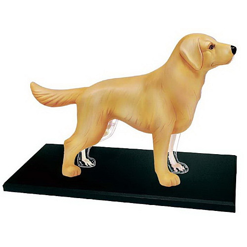 Обучающая анатомическая модель Собака золотистый ретривер от 4D Master