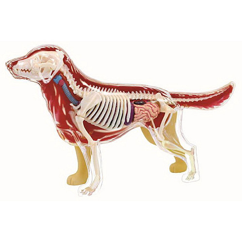 Обучающая анатомическая модель Собака золотистый ретривер от 4D Master