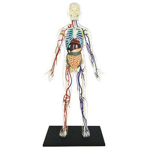 Навчальна анатомічна модель прозоре Тіло людини від 4D Master