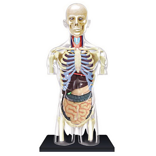 Навчальна анатомічна модель прозорий Торс людини від 4D Master