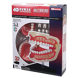 Обучающая анатомическая модель Зубной ряд человека от 4D Master
