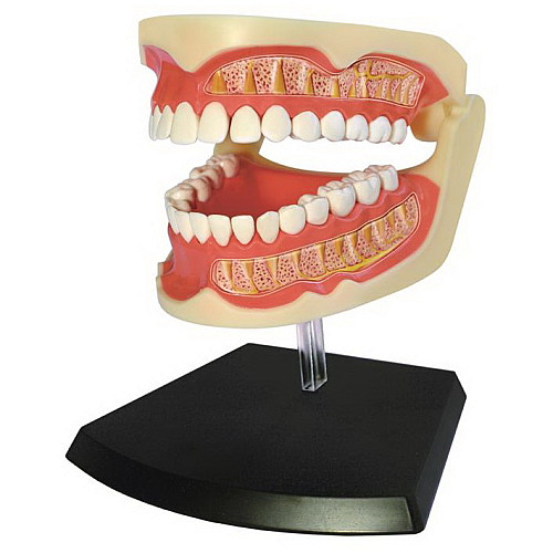 Навчальна анатомічна модель Зубний ряд людини від 4D Master