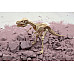 Научный STEM набор Скелет тираннозавра от 4M
