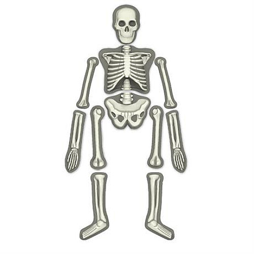Развивающий набор Светящийся скелет человека от 4M