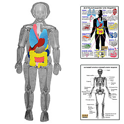 Розбірна модель тіла людини з органами від Hega