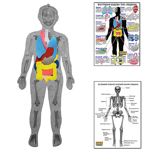 Скелет людини з органами Hega