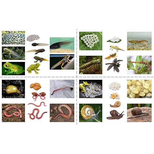 Развивающий набор Циклы жизни Лягушка, улитка, стрекоза, дождевой червь от Toymany