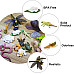 Развивающий набор Циклы жизни Лягушка, улитка, стрекоза, дождевой червь от Toymany