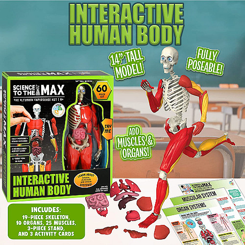Обучающая интерактивная анатомическая игрушка Модель человеческого тела (36 см)