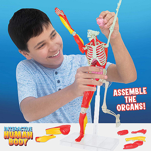 Навчальна інтерактивна анатомічна іграшка Модель людського тіла (36 см)