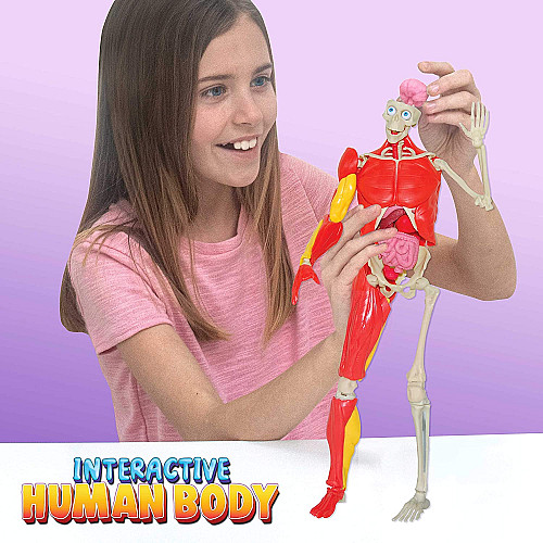 Обучающая интерактивная анатомическая игрушка Модель человеческого тела (36 см)