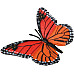 Развивающий набор Цикл жизни бабочка Монарх