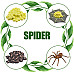 Розвиваючий набір Цикли життя Павук, сонечко, бджола і жук олень