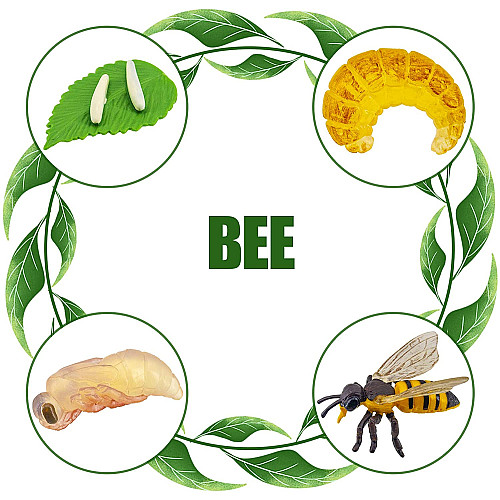Развивающий набор Циклы жизни Паук, божья коровка, пчела и жук олень