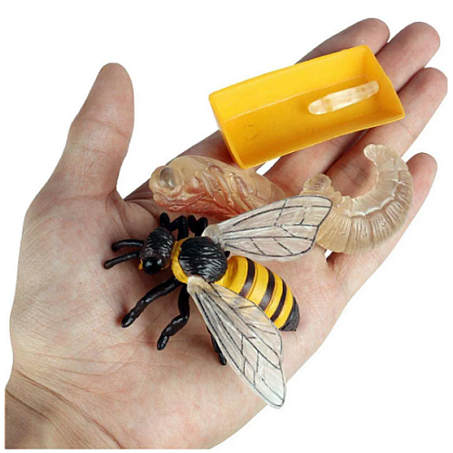Развивающий набор фигурки Жизненный цикл медоносной пчелы (4 шт)