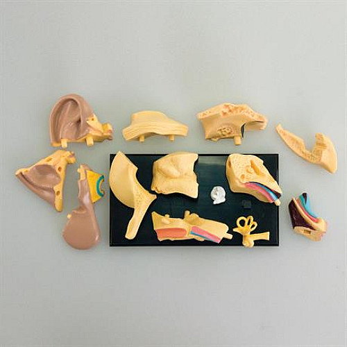 Развивающий набор анатомический конструктор Ухо (7,7 см) от Edu-Toys