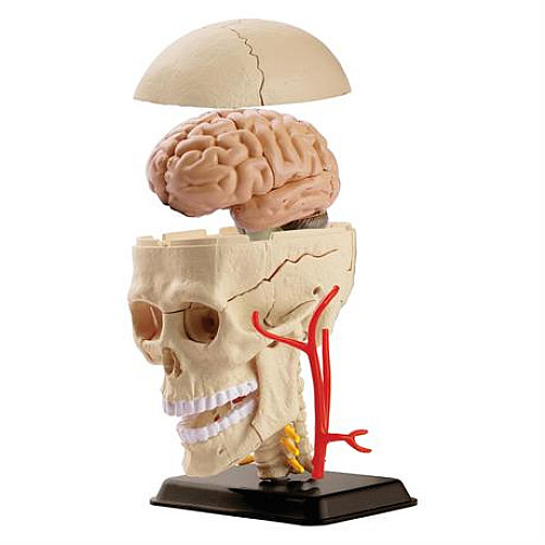 Развивающий набор анатомический конструктор Череп с нервами (9 см) от Edu-Toys