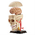 Развивающий набор анатомический конструктор Череп с нервами (9 см) от Edu-Toys