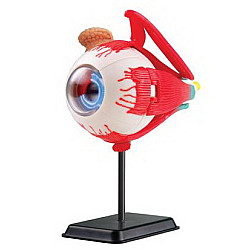 Развивающий набор анатомический конструктор Глазное яблоко (14 см) от Edu-Toys