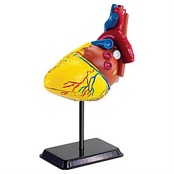 Розвиваючий набір анатомічний конструктор Серце людини (14 см) від Edu-Toys