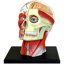 Анатомическая модель  Голова человека от 4D Master