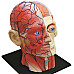 Анатомическая модель Голова человека от 4D Master