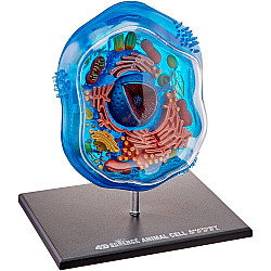 Анатомическая модель Животная клетка от  4D Master