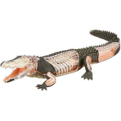 Анатомічна модель Крокодил від 4D Master