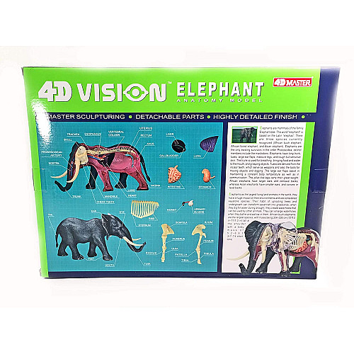 Анатомическая модель Слон от 4D Master