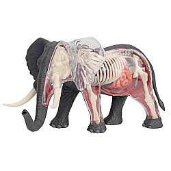 Анатомічна модель Слон від 4D Master