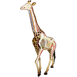 Анатомічна модель Жираф від 4D Master