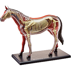 Анатомічна модель Кінь від 4D Master