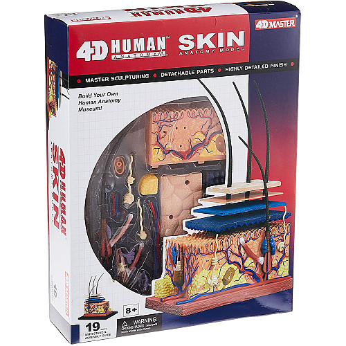 Анатомическая модель Человеческая кожа от 4D Master