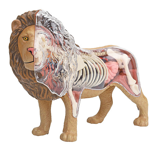 Анатомічна модель Лев від 4D Master