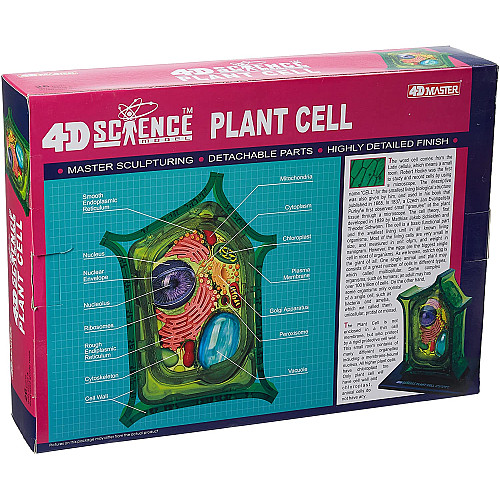Анатомическая модель Растительная клетка от 4D Master