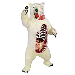 Анатомічна модель Білий ведмідь від 4D Master