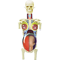 Анатомическая модель Беременная от  4D Master