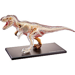 Анатомічна модель динозавр Ті Рекс від  4D Master