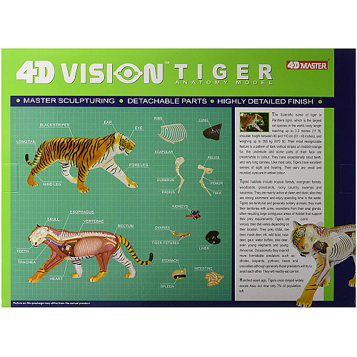 Анатомічна модель Тигр від 4D Master
