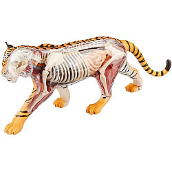 Анатомическая модель Тигр от  4D Master