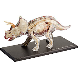 Анатомическая модель динозавр Трицератопс от  4D Master